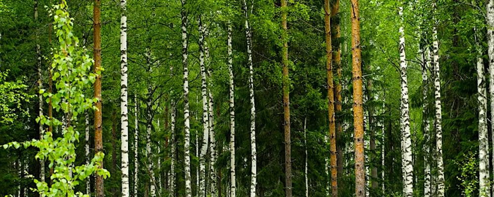 Metsä Group’s decision to create its own certification group centralises procedures within the company but raises questions about market balance, competition and the bargaining power of forest owners. Photo: Metsä Group
