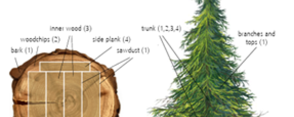 All parts of a tree are used. Copyright: The Paper Bag and PEFC™