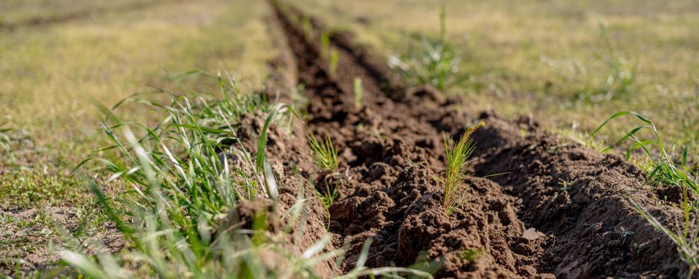 Newly planted loblolly pine seedlings. Photo: PRNewsfoto/American Forest Foundation
