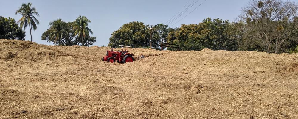 Sugarcane bagasse. Photo: Salim_Khandoker/Wikimedia Commons