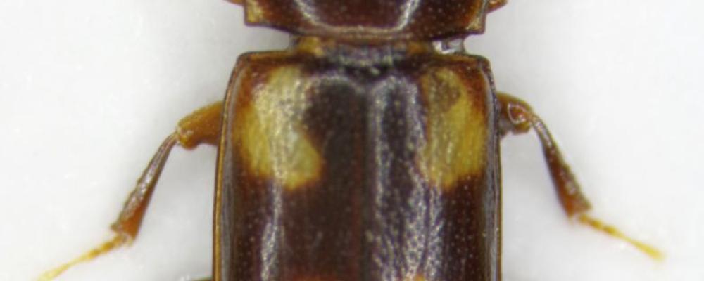 Photo: Roger Mugerwa Pettersson