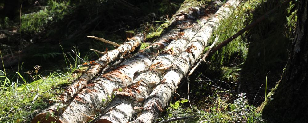 Forests should not be used to offset emissions in “difficult-to-decarbonise” sectors, CEPI stresses.