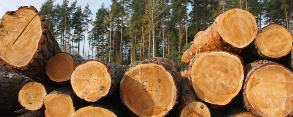 The German timber industry remains a significant employer, particularly in regional economies. Symbol image: Creative Commons Lic. (Pixabay)