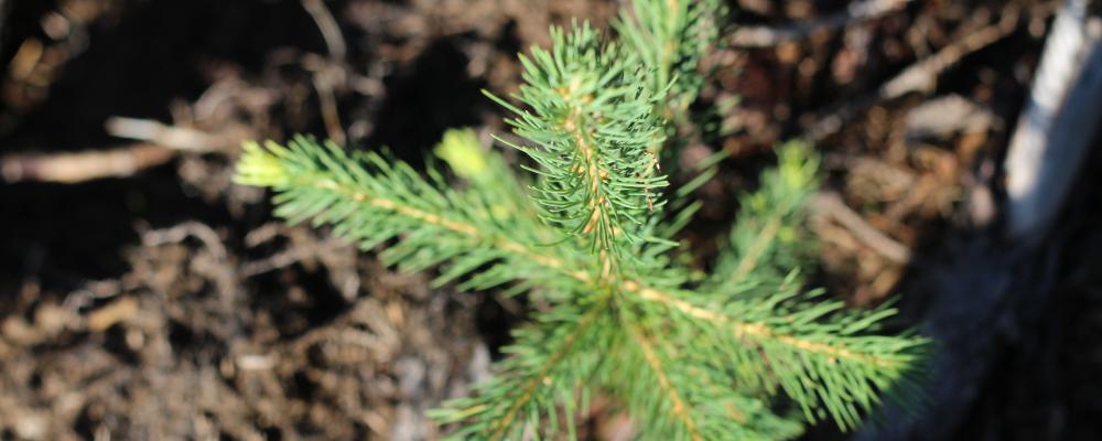 As the largest global provider in the pine chemicals industry, the company's pine-based specialty products are sold into adhesive, road and construction and tire markets, and it produces and sells a broad range of performance chemicals into markets that include fuel additives, oilfield chemicals, coatings, metalworking fluids and lubricants, inks, and mining.