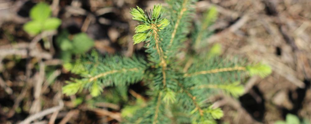 By broadening the circular economy concept to include virgin materials made from biobased feedstocks, the strategy opens new pathways to replace fossil-based inputs with renewable ones. UPM welcomes this ambition.