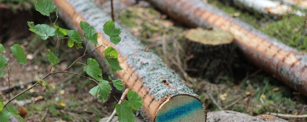 According to the Swedish news outlet Dagens Industri, SCA, one of Sweden’s largest forest companies, is among the suppliers affected by Nestlé’s decision.