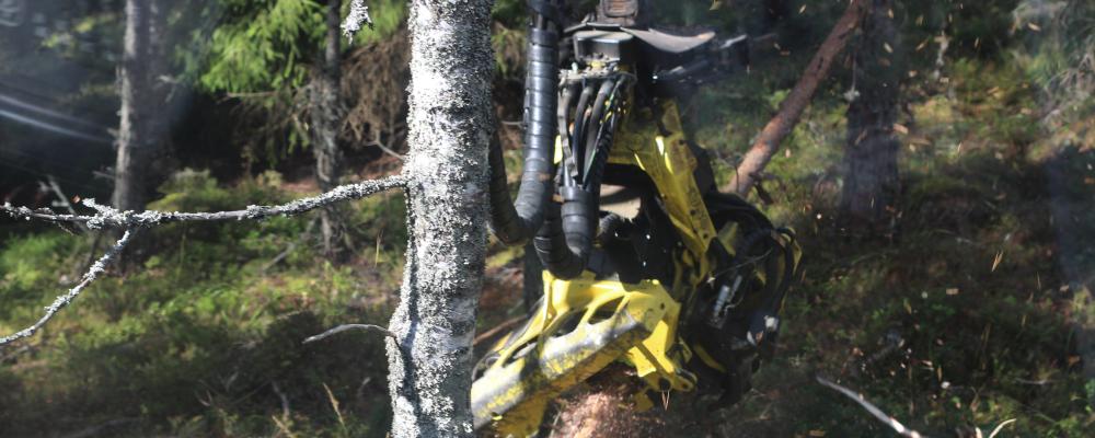 The enterprise value of EUR 900 million is in line with the accounting fair value of the divested forest assets. The proceeds from the divestment are expected to reduce Stora Enso’s net debt by EUR 790 million.