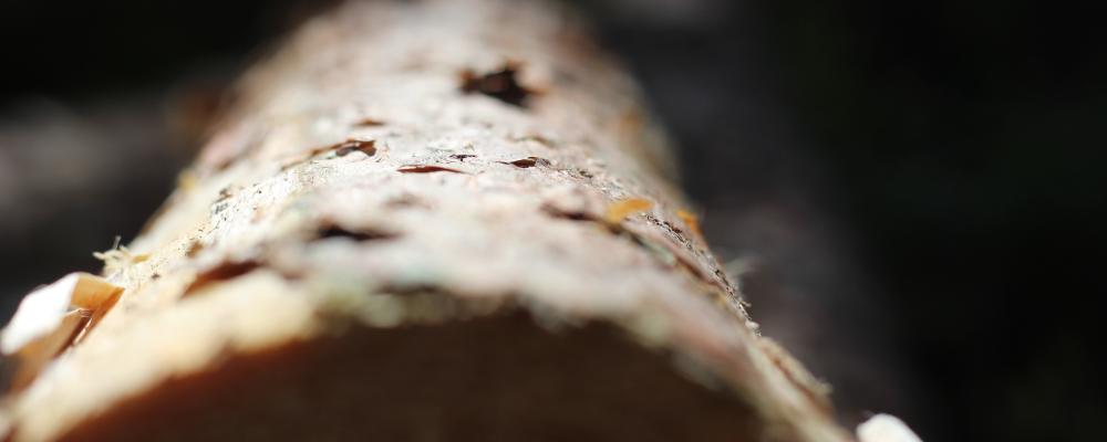 British Columbia lumber organizations are condemning the decision, calling the anti-dumping unjustified, punitive and protectionist.