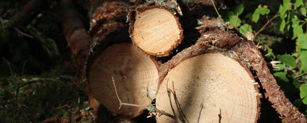 Today, Domtar is the world’s largest holder of FSC and SFI Forest Management certificate.