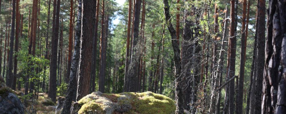 The Swedish FSC standard includes, among other things, detailed requirements on how many trees must be retained after harvesting, how broadleaved trees are to be safeguarded, and how non-native tree species such as lodgepole pine (contorta) may be used.