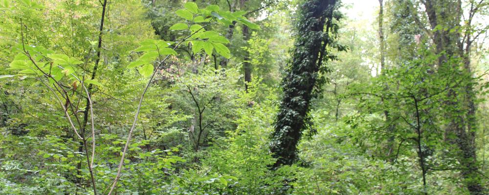 Suzano is the world's largest pulp supplier.