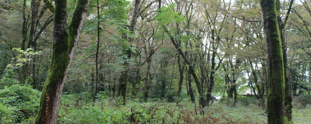 By extending the validity of Forest Stewardship Standards, this initiative aims to mitigate and prevent the risk of non-conformance with Forest Management requirements by certificate holders.