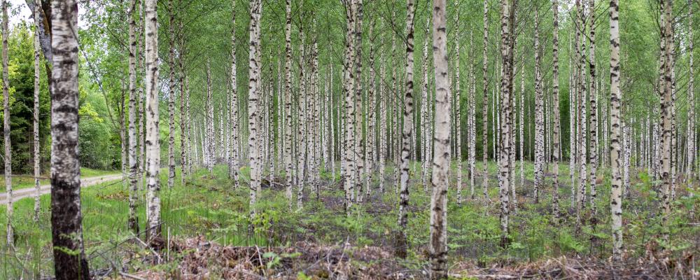Photo: Johanna Nilsson/Södra
