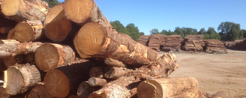 Log exporters are the unexpected victims of the trade war, according to WoodCentral, a digital platform dedicated to the timber sector.
