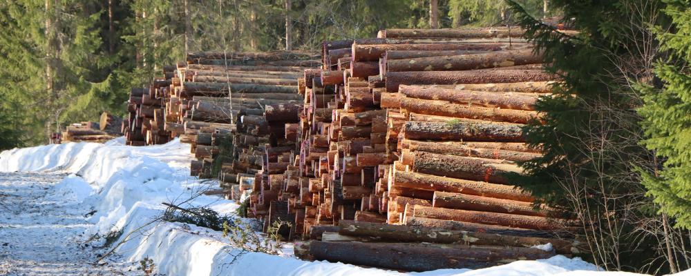 The issue of logging levels, therefore, goes beyond environmental policy. It also raises questions about where production will take place in the future. Photo: Metsäkeskus ( Forets central )