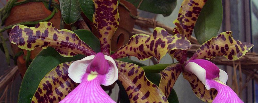 897 species of native flora and 563 animal species have been identified in the Klabin's areas in Santa Catarina since 2008, when surveys began. Photo: Orchi/Wikimedia Commons