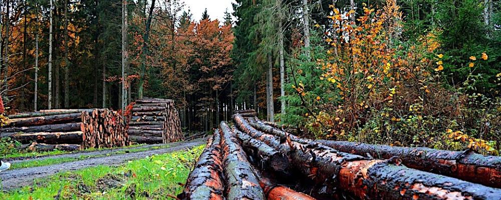 Forest care. Symbolfoto: Creative Commons Lic. Pixabay, kredit: neelam279