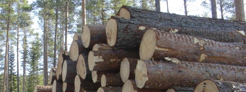 Photo: the Swedish Forest Agency