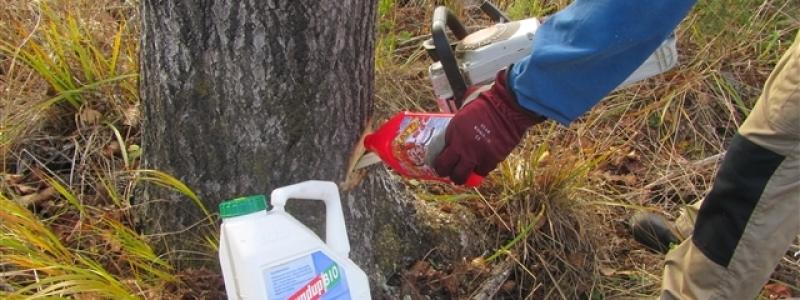 Forest management remains dependent on controversial pesticides. Photo: Metsälehti (The Forest Magazine)
