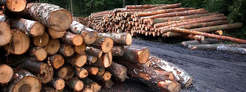 The industry addresses global environmental challenges by producing goods from sustainable, recyclable wood from Finnish forests, thereby mitigating climate change and supporting sustainable consumption. Foto: Creative Commons Lic. (Pixabay) Credit: JerzyGorecki