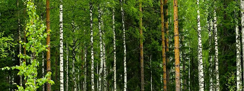 Metsä Group’s decision to create its own certification group centralises procedures within the company but raises questions about market balance, competition and the bargaining power of forest owners. Photo: Metsä Group