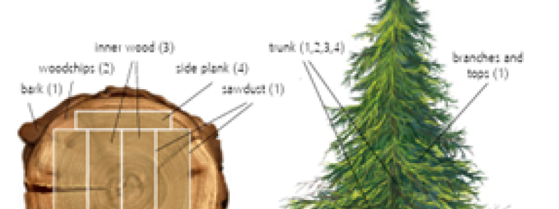 All parts of a tree are used. Copyright: The Paper Bag and PEFC™