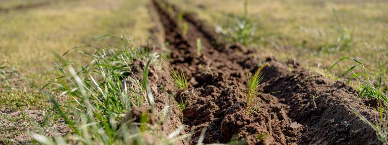 Newly planted loblolly pine seedlings. Photo: PRNewsfoto/American Forest Foundation