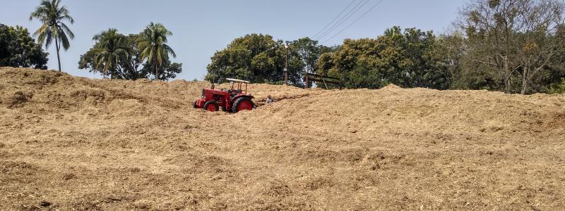 Sugarcane bagasse. Photo: Salim_Khandoker/Wikimedia Commons