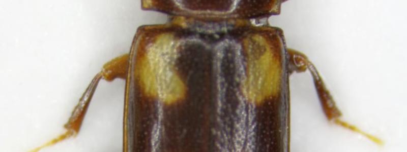 Photo: Roger Mugerwa Pettersson