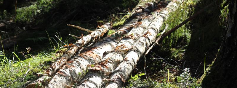 Forests should not be used to offset emissions in “difficult-to-decarbonise” sectors, CEPI stresses.