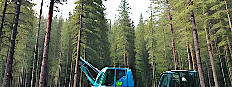 Artist's view of modern forestry. Archive image