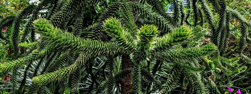 A monkey puzzle tree at Salesforce Park, San Francisco. Photo: Dicklyon/Wikimedia Commons