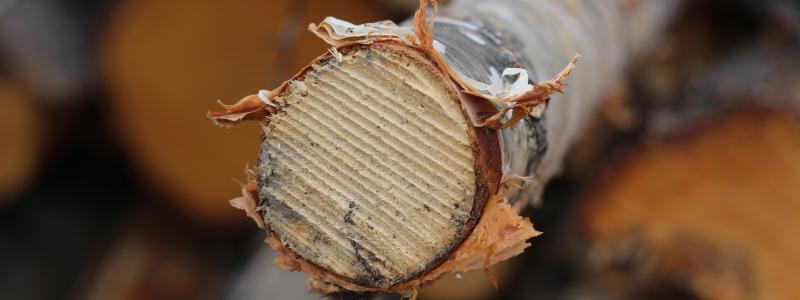 Within the framework of the partnership, cooperation will be developed in the following research areas in particular: regenerative forestry and land use as a way of working that improves the state of nature; chemical analytics in the research of wood-based processes and products; and strategies and business models that support the sustainability transition of the forest sector.