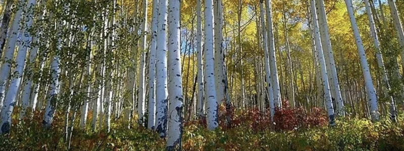 Godfrey Forest Products is to open new particle board plant. Photo by Godfrey