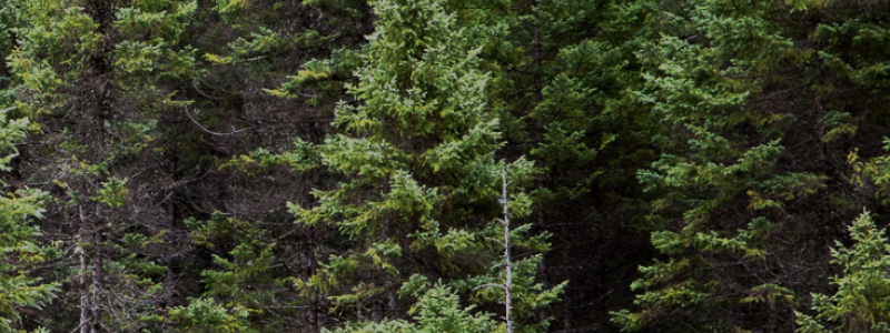 Photo: GreenFirst