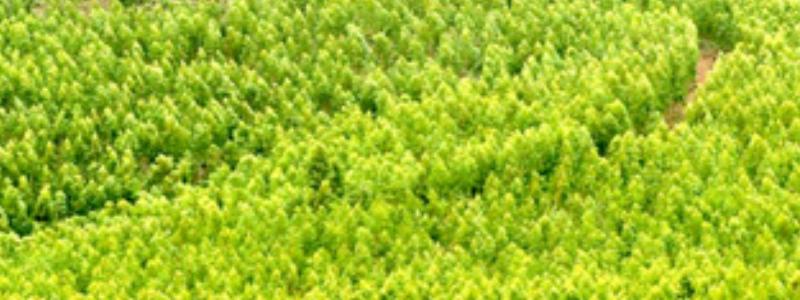 The Indian Paper Manufacturers Association (IPMA) has released new data on paper and paperboard imports. Photo by the IMPA