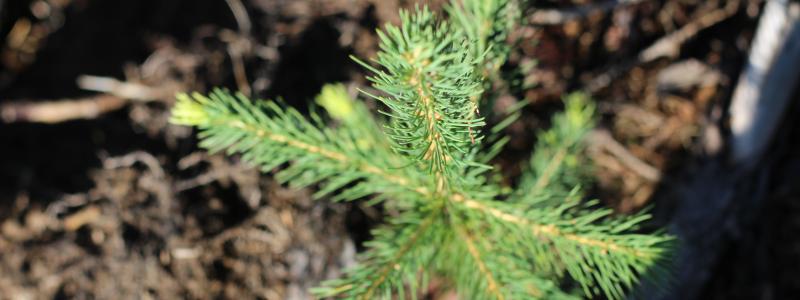 In Mato Grosso do Sul, Suzano already operates a nursery in Três Lagoas to serve its two pulp production lines with the capacity to produce 30 million seedlings per year.