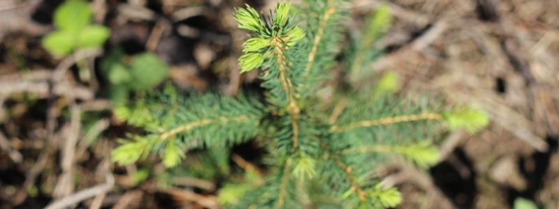 By broadening the circular economy concept to include virgin materials made from biobased feedstocks, the strategy opens new pathways to replace fossil-based inputs with renewable ones. UPM welcomes this ambition.