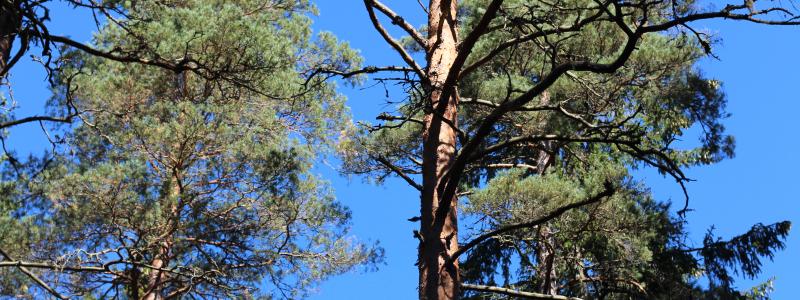 The main outcome of the partnership project is a proof of concept demonstrating advanced integration of the Species Threat Abatement and Restoration (STAR) biodiversity metric with the Heureka forest planning system, developed by the Swedish University of Agricultural Sciences and currently used by Stora Enso for its forestry business decisions.