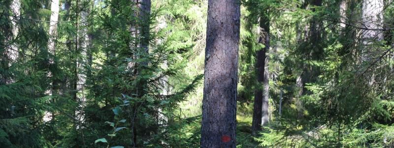 Teaming up 4 Forests invites other industry partners to get in touch and explore becoming a partner in future and helping to define the focus areas for targeted science-business partnership in the forest sector.