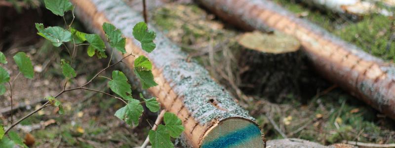 According to the Swedish news outlet Dagens Industri, SCA, one of Sweden’s largest forest companies, is among the suppliers affected by Nestlé’s decision.