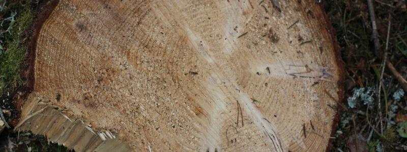 By aligning with FSC standards, Oak Creek Wood Products is reinforcing its commitment to responsible resource use, supporting sustainable practices, and contributing to long-term environmental and social well-being.