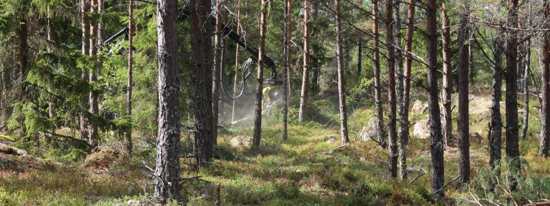 National Metsä Group Forest Days have been organised since 2021 and the aim is to organise 40 Forest Days for 2,500 young people annually in various parts of Finland.