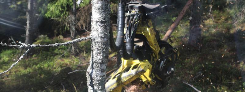 The deforestation regulation, adopted by Parliament on 19 April 2023, aims to fight climate change and biodiversity loss by preventing the deforestation related to EU consumption of products from cattle, cocoa, coffee, palm-oil, soya, wood, rubber, charcoal and printed paper.