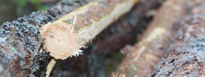 Companies will have one more year to adapt to new EU rules to prevent deforestation, which will ban the sale of products sourced from deforested land in the EU.