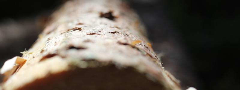 The U.S. Lumber Coalition is an alliance of large and small softwood lumber producers from around the country, joined by their employees and woodland owners, working to address Canada's unfair lumber trade practices.