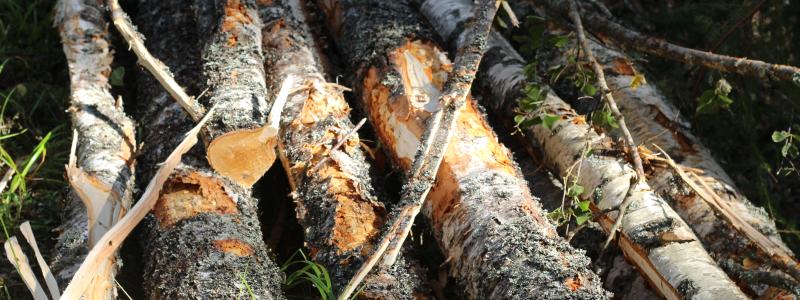 Metsä Forest provides and develops services for the members of Metsä Group’s parent company, Metsäliitto Cooperative. The company procures all the wood used by Metsä Group’s production units.