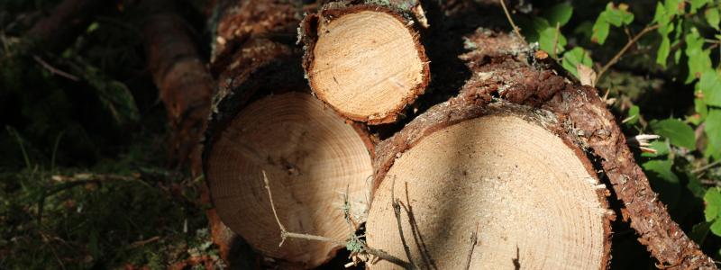 Beyond utilizing the power of forests, efforts will be made to enhance forest resources by promoting the distribution of elite tree seedlings in the Tohoku region, further contributing to decarbonization, local production for local consumption, and the sustainable circulation of domestic forest resources.