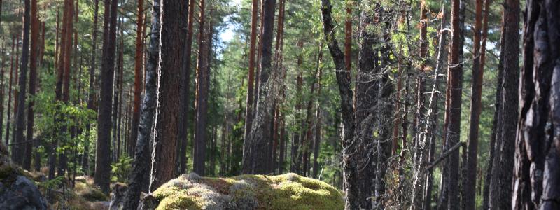 The Swedish FSC standard includes, among other things, detailed requirements on how many trees must be retained after harvesting, how broadleaved trees are to be safeguarded, and how non-native tree species such as lodgepole pine (contorta) may be used.