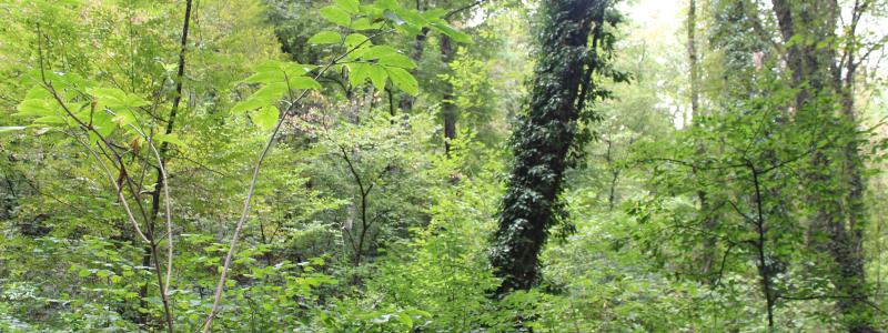GreenFirst Forest Products is a forest-first business focused on sustainable forest management and lumber production.